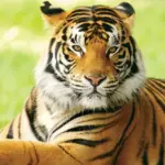 The Tiger
